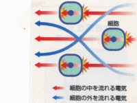 �̑g���v�@��Ű���݂ő̎��b�`�F�b�N